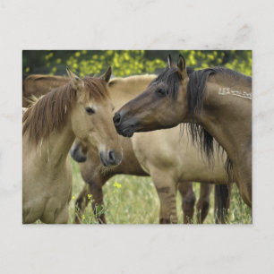 Carte Postale Chevaux sauvages