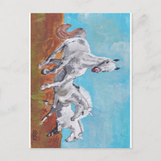 Carte Postale Chevaux sauvages