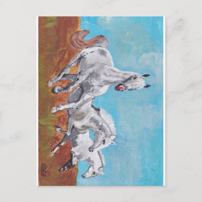 Carte Postale Chevaux sauvages (Devant)