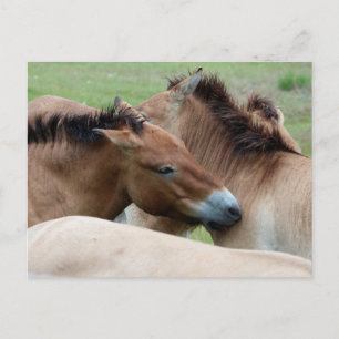 Carte Postale Chevaux sauvages