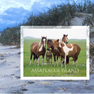 Carte Postale Chevaux sauvages, Assateaue Island National Seasho