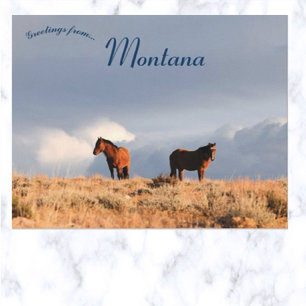 Carte Postale Chevaux sauvages dans le Montana