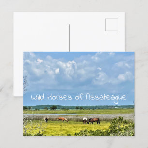 Carte postale Chevaux sauvages d'Assateague