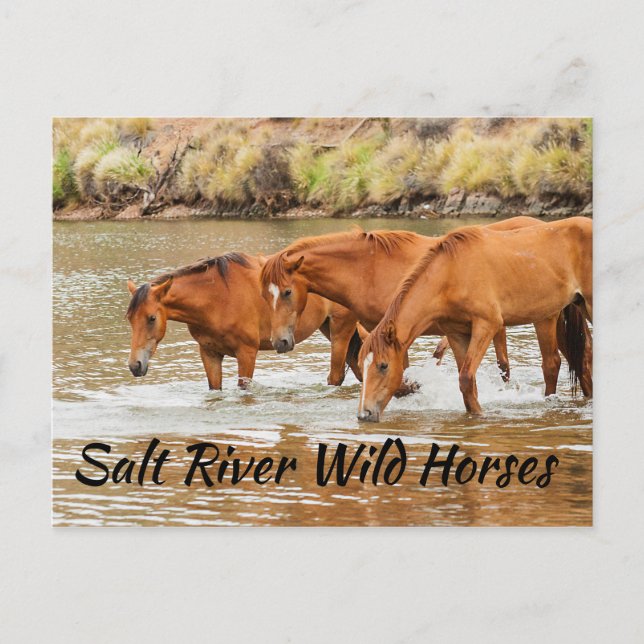 Carte Postale Chevaux sauvages de la rivière Salt (Devant)
