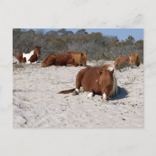 Carte Postale Chevaux Sauvages Faisant la Sieste au Parc Nationa