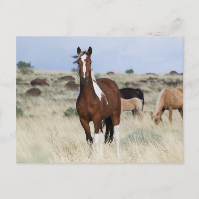 Carte Postale Chevaux sauvages, Montagnes des Steens (Devant)