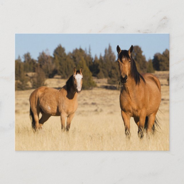 Carte Postale Chevaux sauvages, Steens Mountains (Devant)