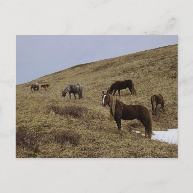 Carte Postale Chevaux sauvages sur l'île de l'Unalaska (Devant)