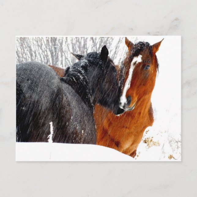 Carte Postale Chevaux s'embrasser dans la neige (Devant)
