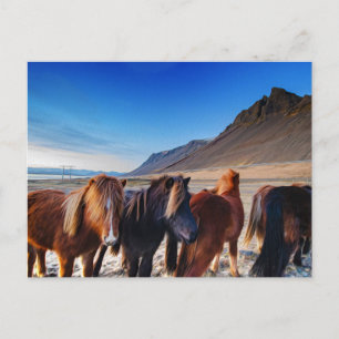 Carte Postale Chevaux Shaggy Islande