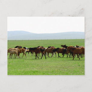 Carte Postale Chevaux sur le pâturage - Photographie du paysage