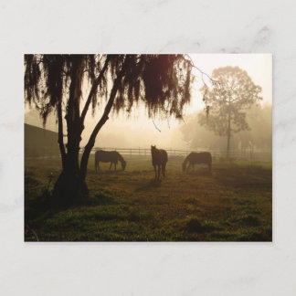 Carte Postale Chevaux sur un matin bruyant