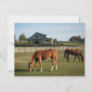 Carte Postale Chevaux sur un ranch en Alabama