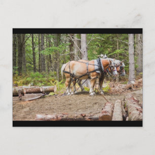 Carte Postale Chevaux trappeurs dans les bois du Maine