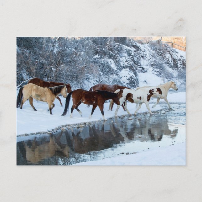 Carte Postale Chevaux traversant le ruisseau (Devant)