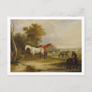 Carte Postale Chevaux : Un Stallion gris pâturant avec des Mares