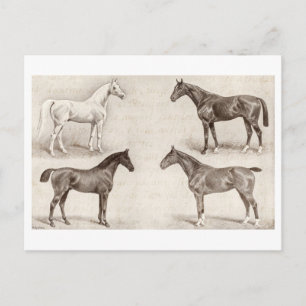 Carte Postale Chevaux vintages - Cheval et Pony Cheval Modèle