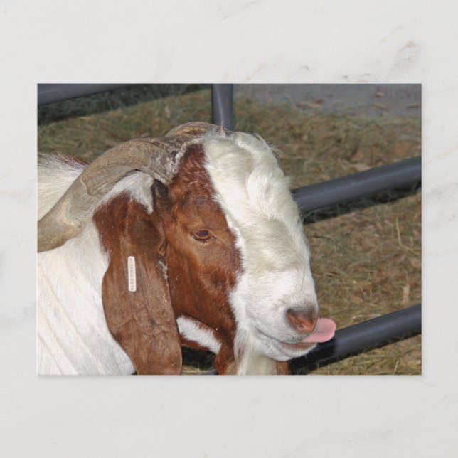 Carte Postale Chèvre (Devant)