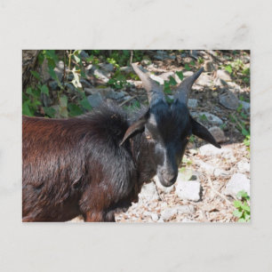 Carte Postale Chèvre