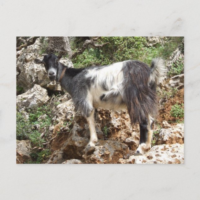 Carte postale chèvre (Devant)
