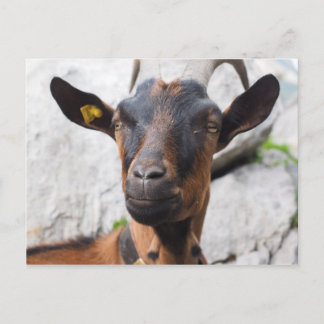 Carte Postale Chèvre