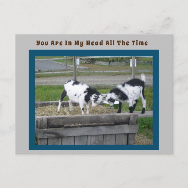 Carte postale chèvre (Devant)