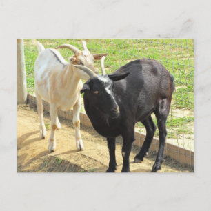 Carte postale Chèvre