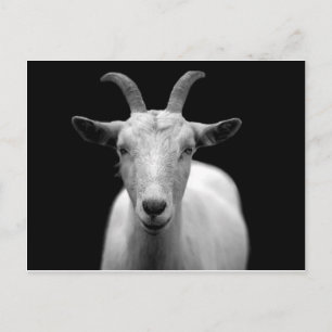 Carte Postale Chèvre