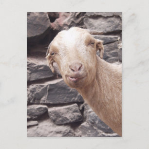 Carte Postale Chèvre amusante