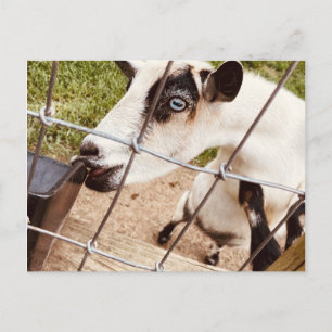 Carte Postale chèvre aux yeux bleus