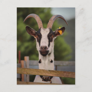 Carte Postale Chèvre avec cornes debout contre clôture