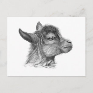 Carte Postale Chèvre bébé G099