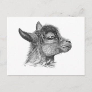 Carte Postale Chèvre bébé G099