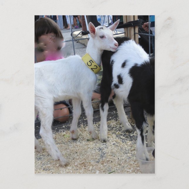 Carte Postale Chèvre blanche (Devant)