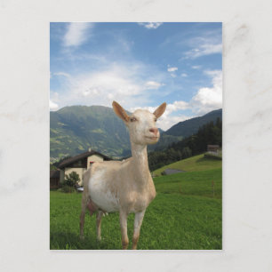Carte Postale Chèvre blanche