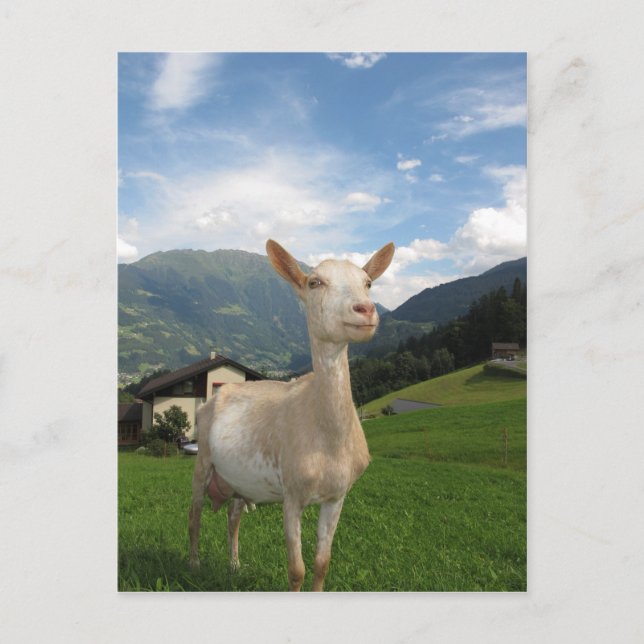 Carte Postale Chèvre blanche (Devant)