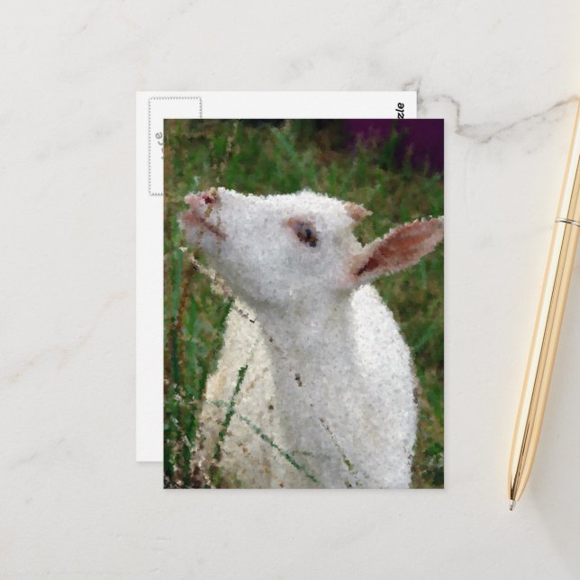 Carte Postale Chèvre blanche adorable (Devant/Arrière en situation)