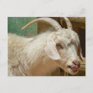 Carte Postale Chèvre blanche se léchant elle-même