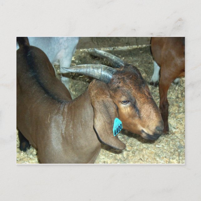 Carte Postale Chèvre Brown (Devant)