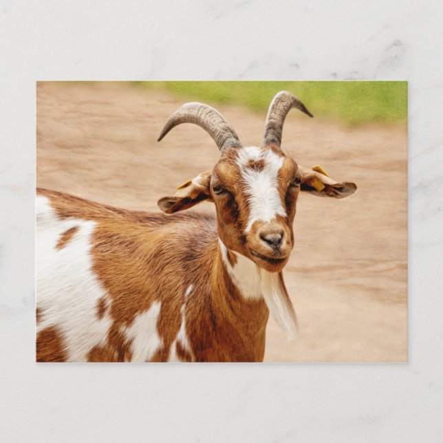 Carte Postale Chèvre Brown et chèvre blanche (Devant)