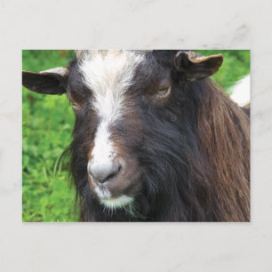 Carte Postale Chèvre de Bagot Rare Breed