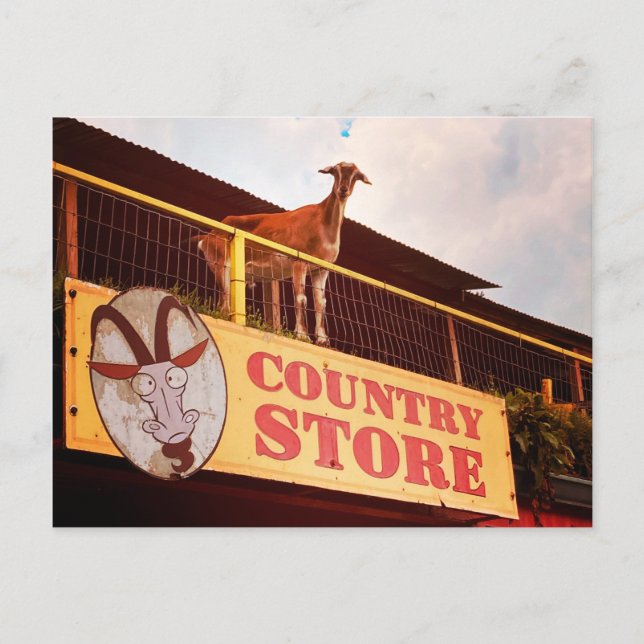 Carte Postale chèvre de magasin sur le toit (Devant)
