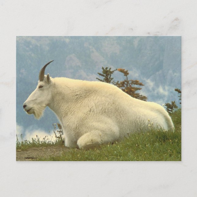 Carte Postale Chèvre de montagne (Devant)