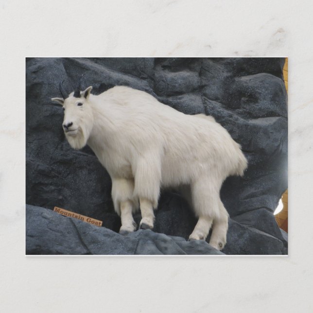 Carte Postale Chèvre de montagne (Devant)