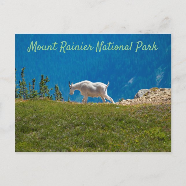 Carte Postale Chèvre de montagne à Panhandle Gap Mt Rainier (Devant)