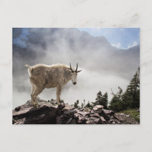 Carte Postale Chèvre de montagne dans le parc national Glacier