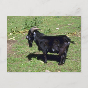 Carte Postale Chèvre de Pigmy