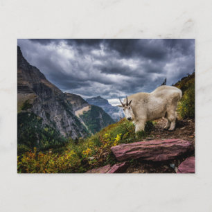Carte Postale Chèvre des montagnes Rocheuses