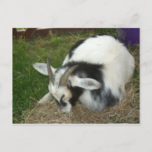 Carte Postale Chèvre endormie