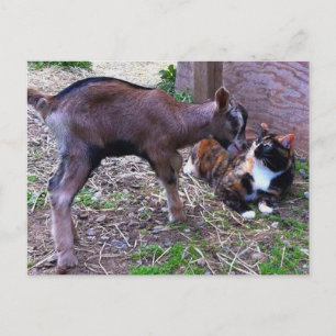 Carte postale Chèvre et chat pour bébé